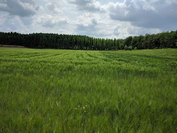 Scenic view of field against sky