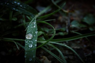 Close-up of raindrops on leaf