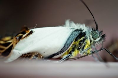 A newly eclosed red-spot jezebel butterfly from its pupal case