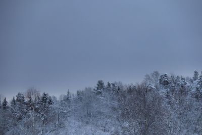 Trees on snow covered land against clear sky