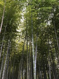 Low angle view of bamboo trees in forest