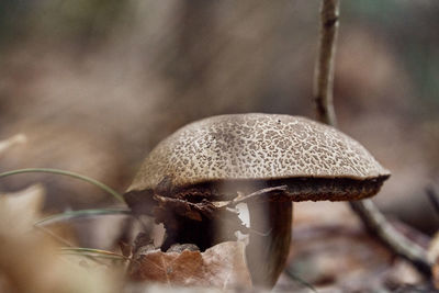 Close-up of mushroom growing on field