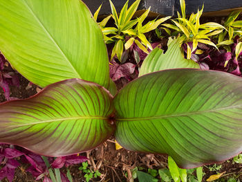 High angle view of green leaves on plant