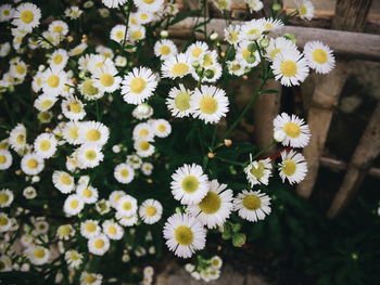 Close-up of daisies blooming outdoors