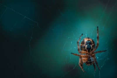 Close-up of spider on web