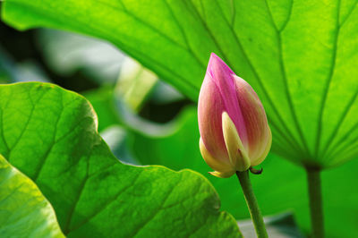 Close-up of lotus water lily