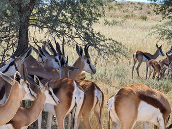 Herd of south african springboks in kgalagadi kalahari, south africa