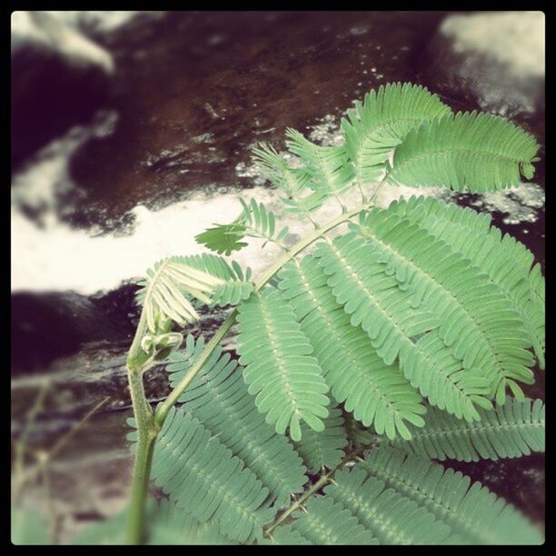 transfer print, auto post production filter, leaf, green color, growth, plant, close-up, nature, natural pattern, fern, focus on foreground, palm tree, pattern, day, outdoors, spiked, sunlight, beauty in nature, no people, cactus