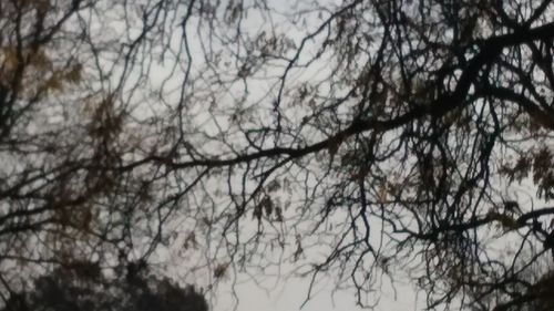 Low angle view of bare trees against sky