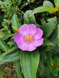 Close-up of pink flower