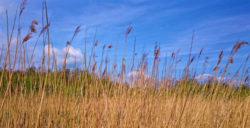 Scenic view of field against cloudy sky