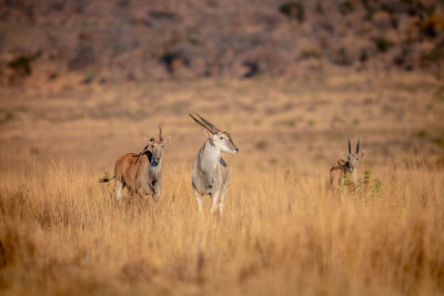 View of sheep on field