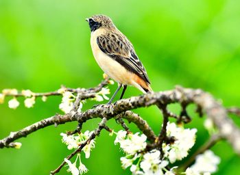 Close-up of bird perching on branch