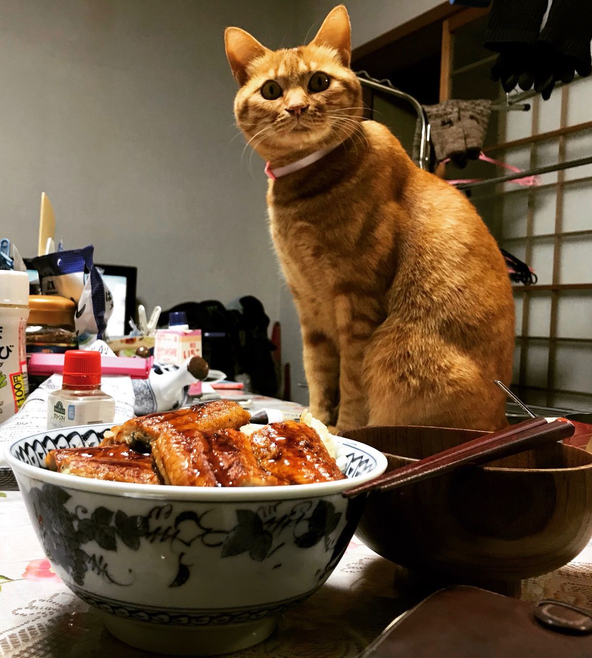 domestic cat, pets, indoors, domestic animals, food and drink, one animal, animal themes, table, sweet food, feline, mammal, no people, bowl, food, day, close-up, freshness