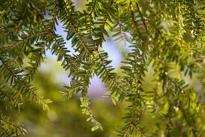 Low angle view of trees