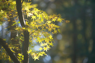 Close-up of yellow flowering plant