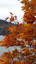 River with trees in background