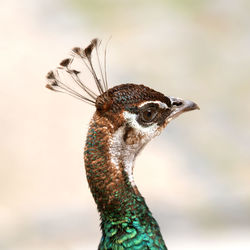Head of a peacock.