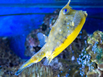 Close-up of fish swimming in water