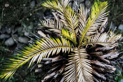 Close-up of leaves