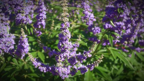 Close-up of purple flowering plants