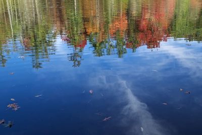 Reflection of trees in water