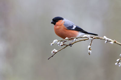 Close-up of bird perching on twig