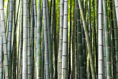 Full frame shot of bamboos in forest