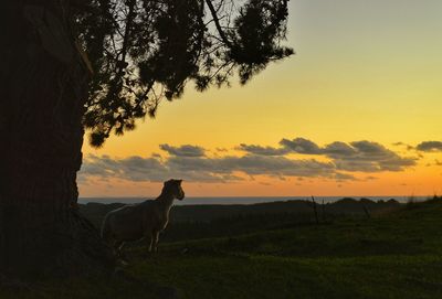 Scenic view of grassy field against sky at sunset