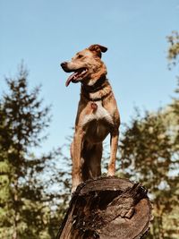 Low angle view of dog on rock against sky