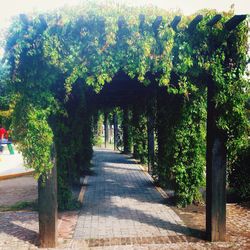 Footpath in park