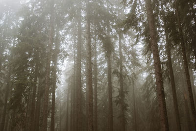 Low angle view of pine trees in forest