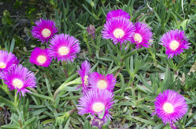 Close-up of purple coneflower blooming outdoors