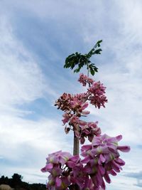 Close-up of pink flowering plant against cloudy sky