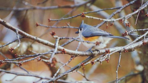 Close-up of bird perching on branch during winter