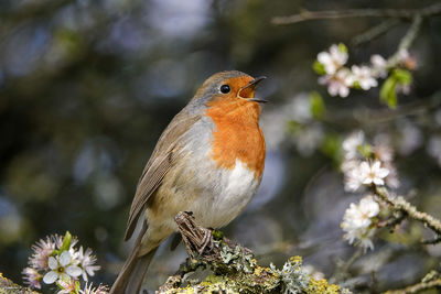 Close-up of bird perching on flower