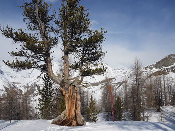 Trees on snow covered land against sky