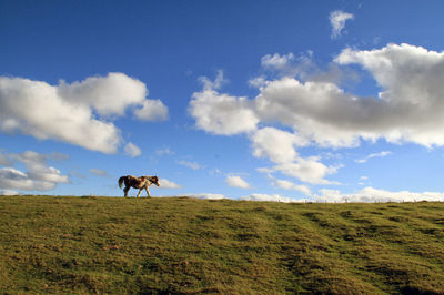 Cows grazing on field against sky