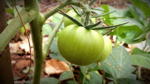 Close-up of fruit growing on tree