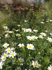 Flowers growing on plant