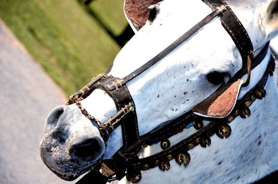 Close-up of a horse on field