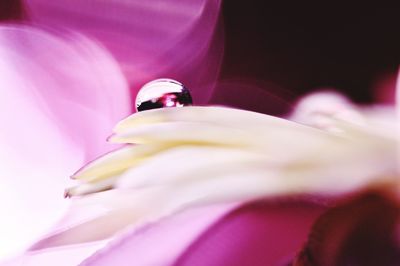 Close-up of pink flower