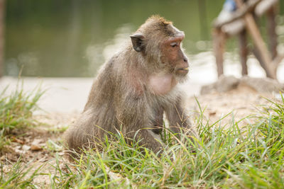 Long-tailed macaque sitting on grass at lakeshore