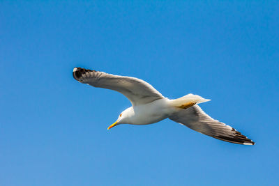 Low angle view of seagull flying