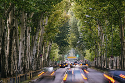 Cars on road in forest