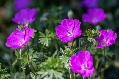 Close-up of pink flowering plant