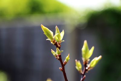 Close-up of fresh green plant