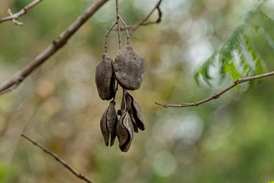 Close-up of plant