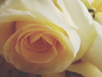 Close-up of rose flower