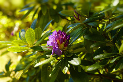 Close-up of pink flowering plant under evening light 